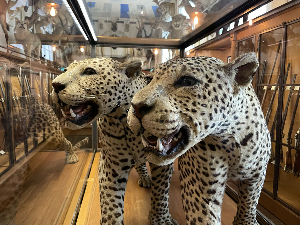 Two leopards