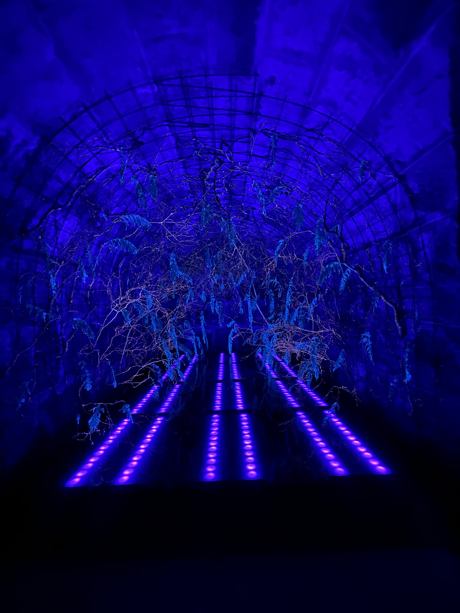 Indoor arrangement of trees and plants